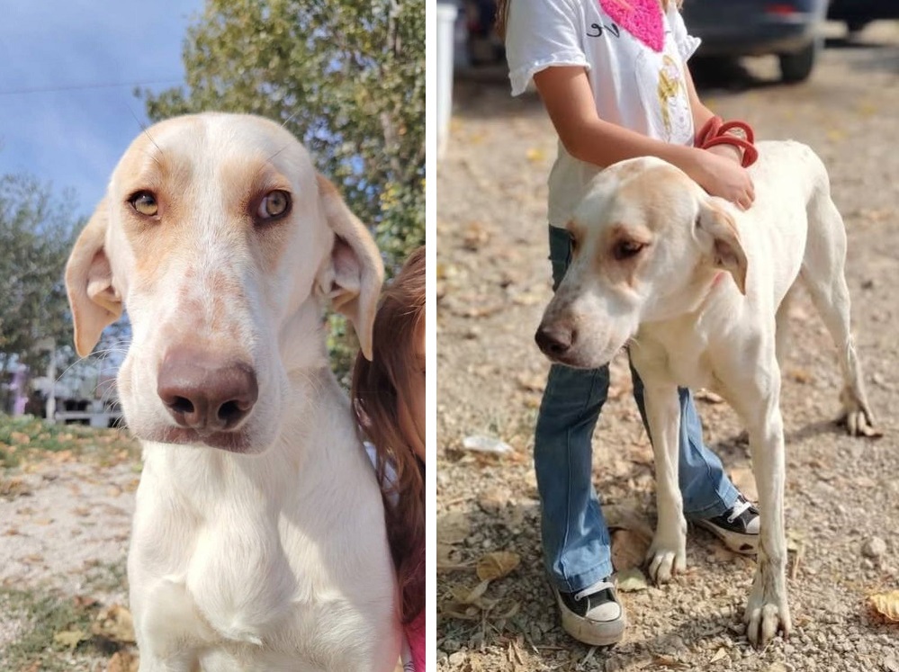 cane_pedro_oasi_brenda