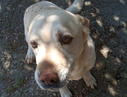 Cagnolone chiaro smarrito Osteria di Nerola: la famiglia di Pepe è disperata!