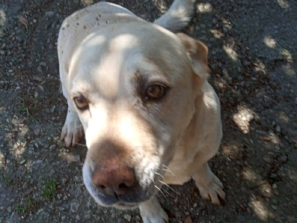 cane_pepe_osteria_di_nerola_p&f