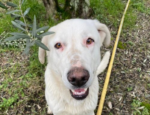 Cane fotografato in strada a Scandriglia, di chi è?