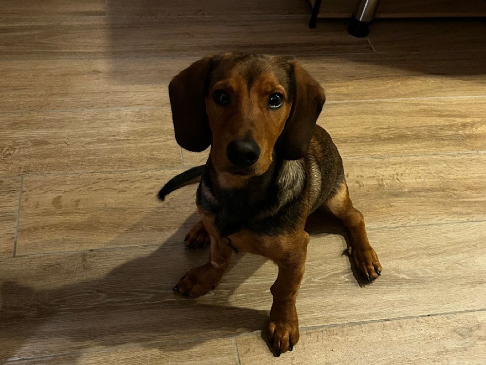 cane_terni_ilaria_orientale