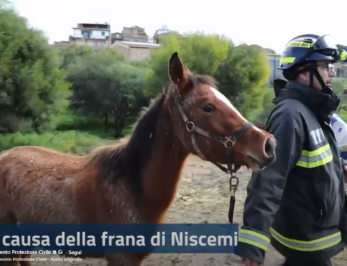Alluvione Niscemi, Protezione Civile e Vigili del Fuoco salvano alcuni cavalli rimasti isolati