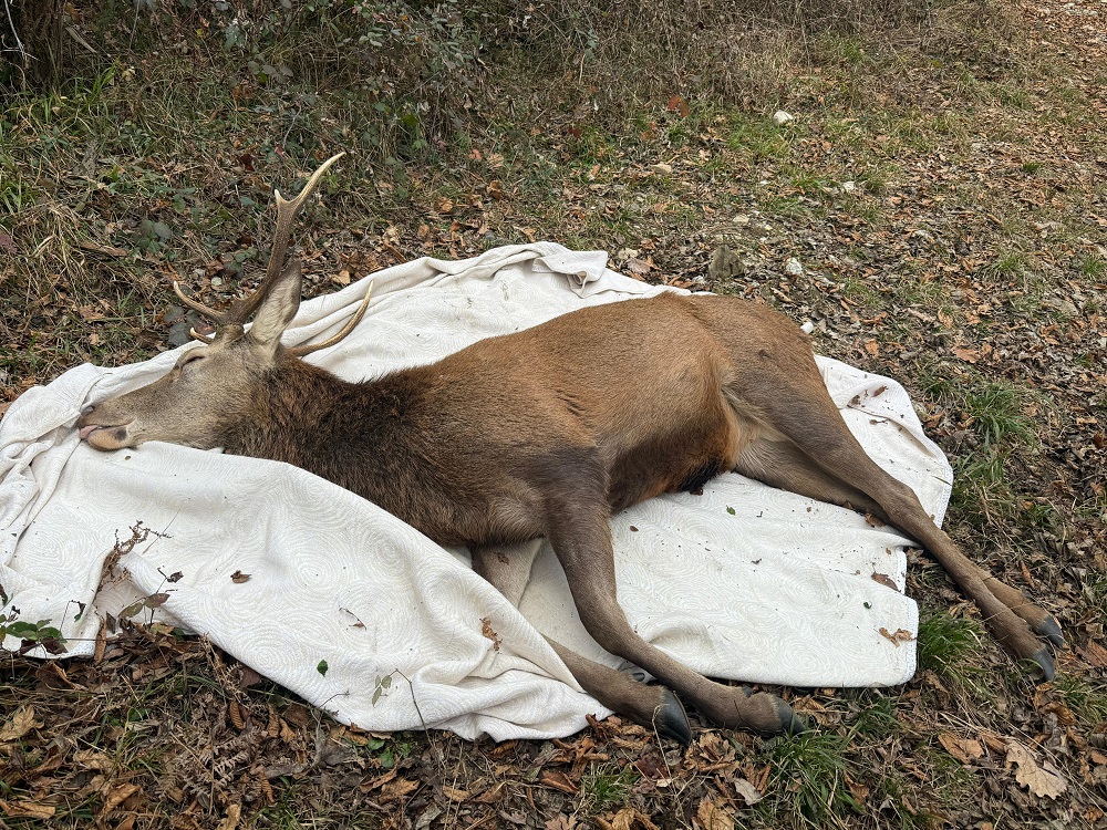 cervo_capodanno9_lombardia_leidaa