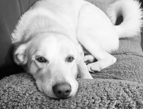 Byron, splendido orsacchiotto taglia grande di 6 anni