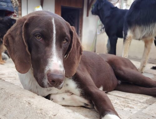 Sguardo in cerca di amore: ti aspetta all’Oasi di Brenda
