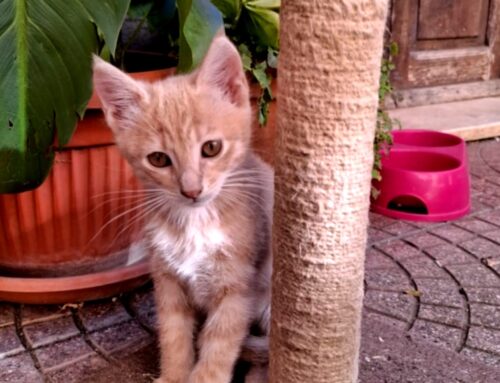 Questa bella gattina rossa ha trovato adozione da parte di una amorevole famiglia