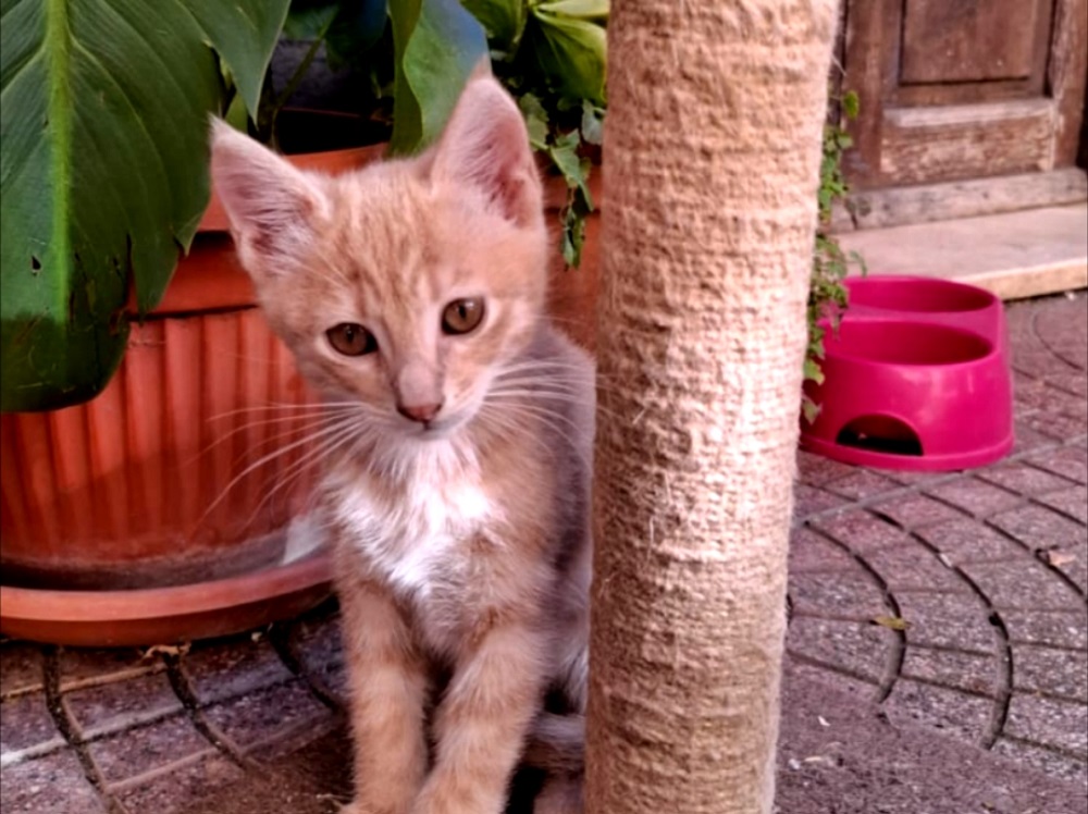 gatta_gattina_rossi_adottata
