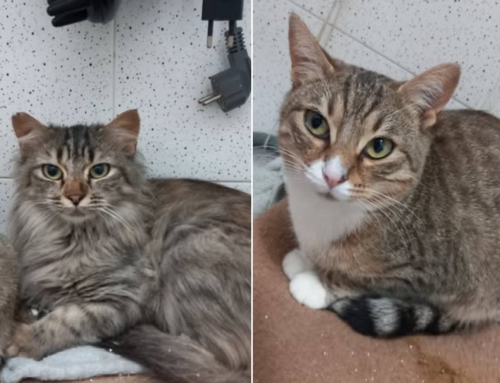 Le gattine Cenere e Meg dalla Sabina hanno urgente bisogno di adozione