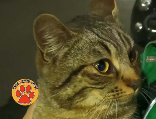 Rieti, gatto trovato in via Cattani