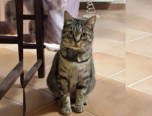 Sono Flora, randagia di Rieti trovata in procinto di partorire e salvata. Cerco casa e tanto amore