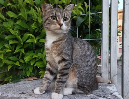 Polpetta è scomparsa da via Pietro Boschi