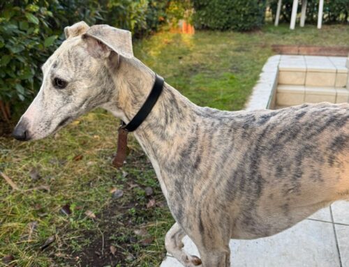 Levriero smarrito a Borgo Quinzio: qualcuno lo ha visto?