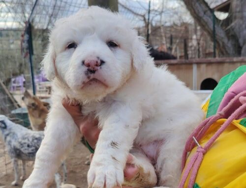 Benedetta è una splendida cucciola di poco più di 1 mese: è possibile prenotarsi per adottarla