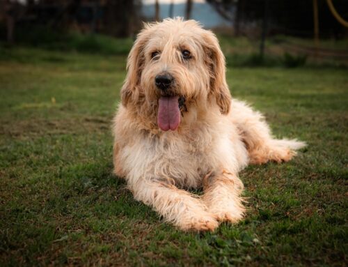 Fino a che non va a casa, non ci arrendiamo: merita una famiglia