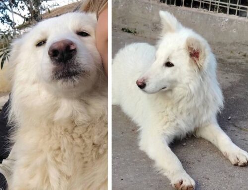 Vallì è la splendida maxi Volpina di 1 anno de L’Oasi di Brenda: adozione cercasi