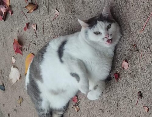 Due gatte cercano adozione da Poggio Mirteto