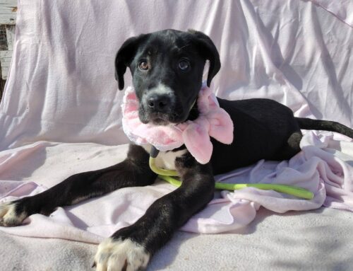 Kora è una cucciolotta simil Corso di tre mesi e mezzo