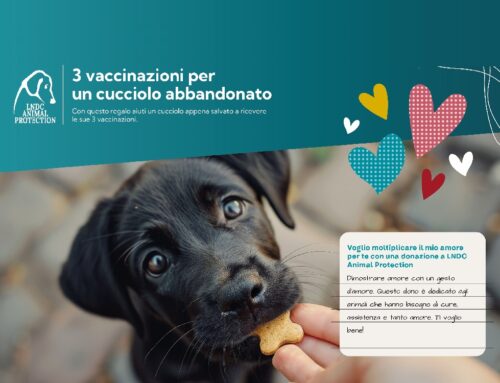Animali & San Valentino, il 14 febbraio moltiplica l’amore: regala una vita migliore agli animali più sfortunati