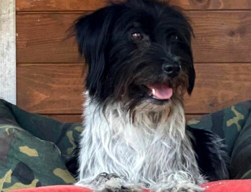 Un fiorellino di nome Tina