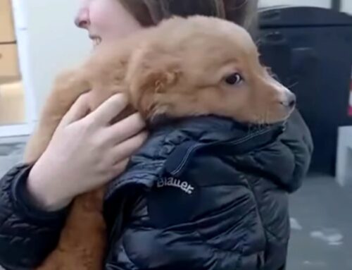 Quando l’attesa finisce ed inizia l’amore