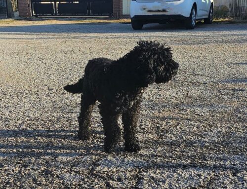 Barboncino da solo in strada a Rieti: chi lo ha smarrito?