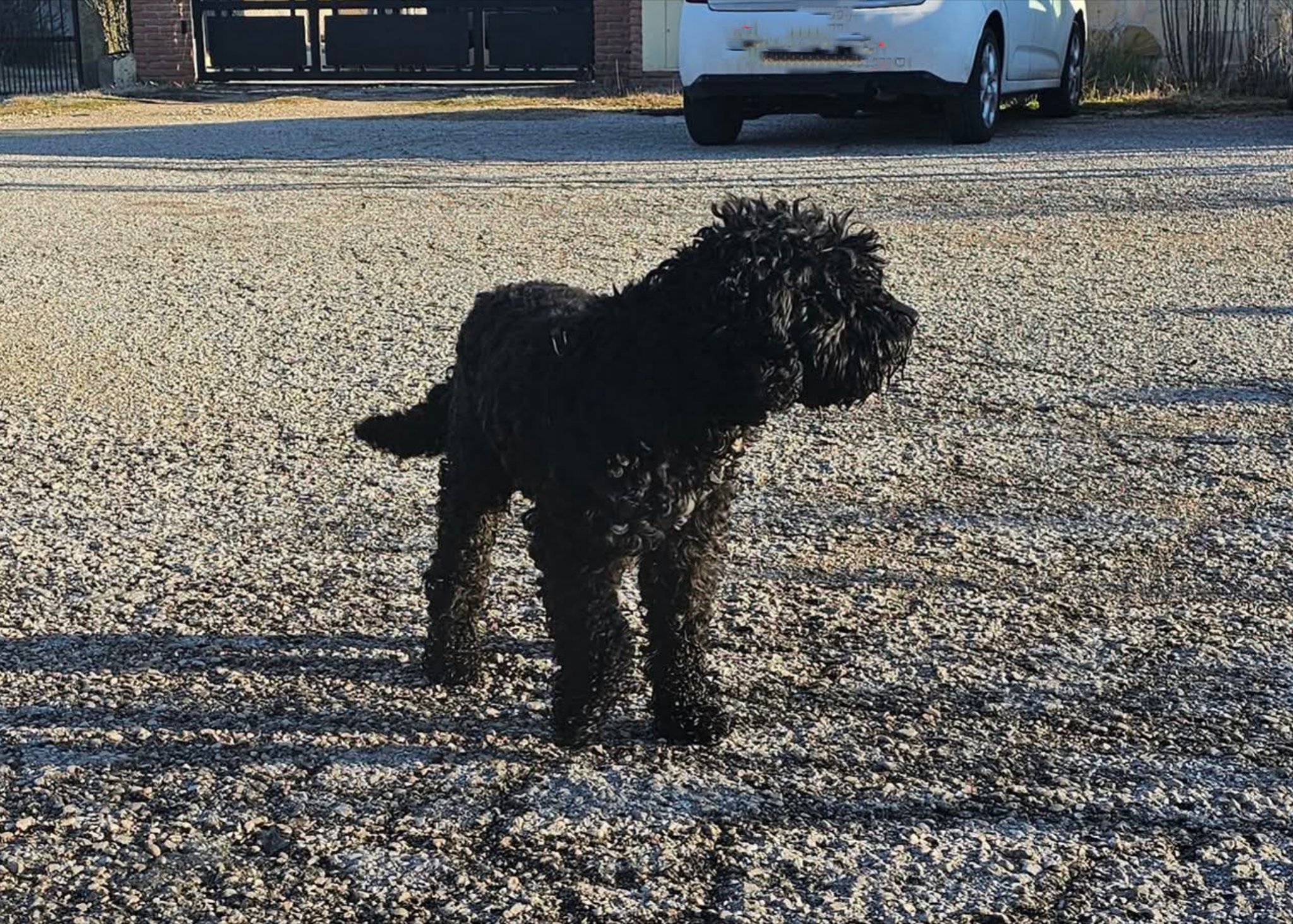 Polish_20260201_105737918