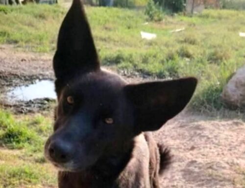 Splendida Rea, taglia media. Mentre le orecchie sono giganti! Cerca adozione