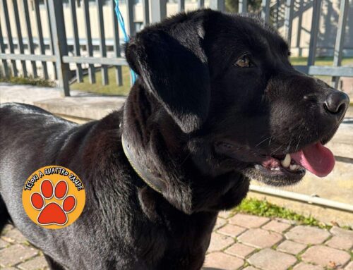Cane trovato in via delle Scienze a Cittaducale. Di chi è?