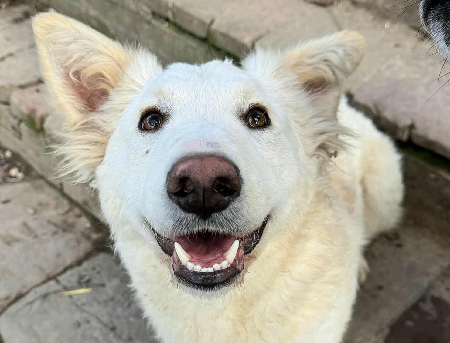 Polish_20260202_123654697