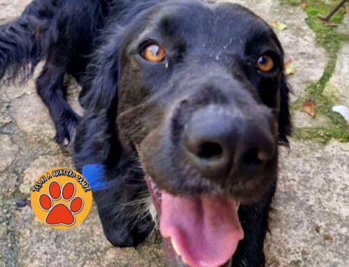 Mompeo, smarrito Pegaso