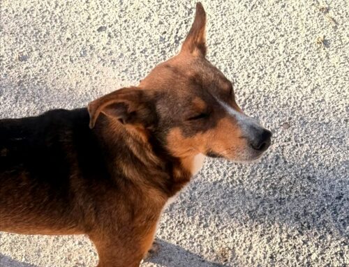 Visto tra Casperia e Cantalupo, smarrito?