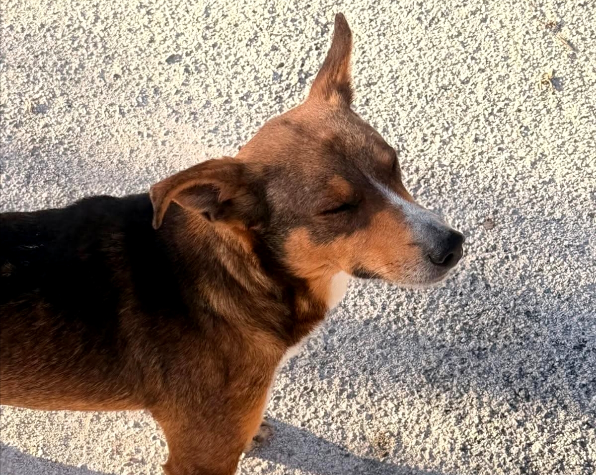 Polish_20260202_194112578