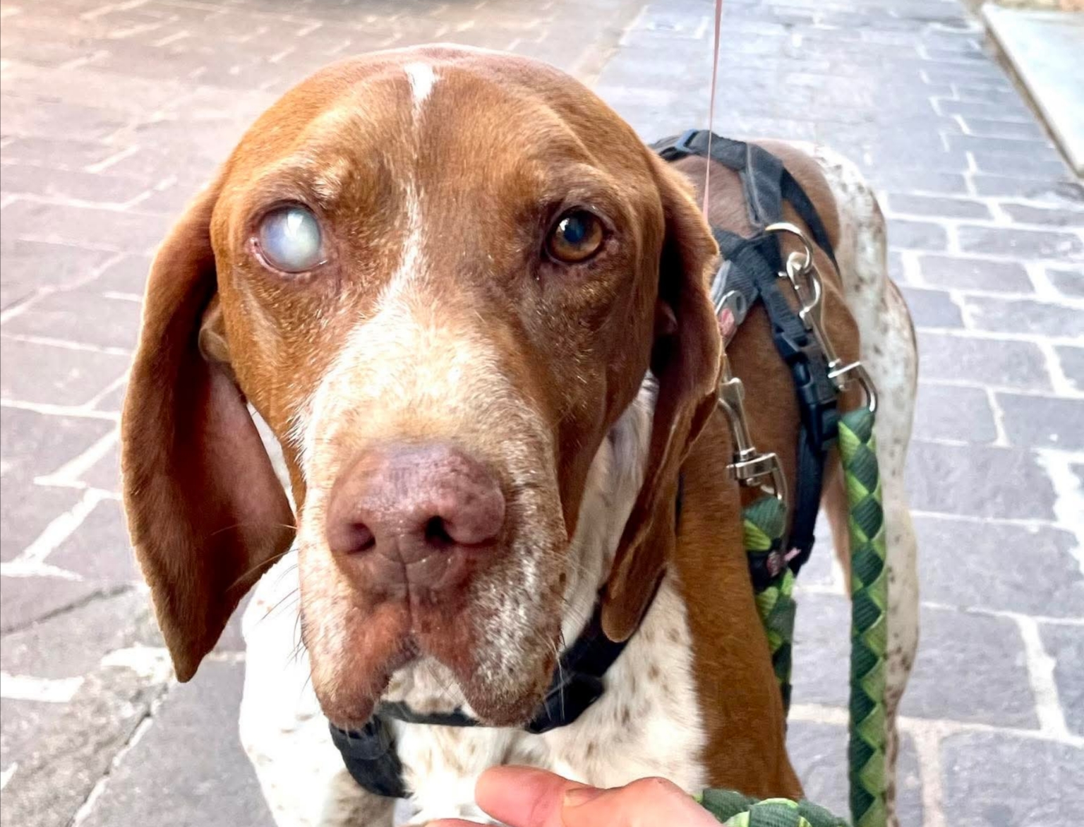 Polish_20260203_093732563