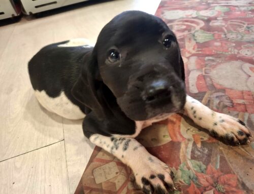 Cucciola mix Bracco/Springer cerca casa