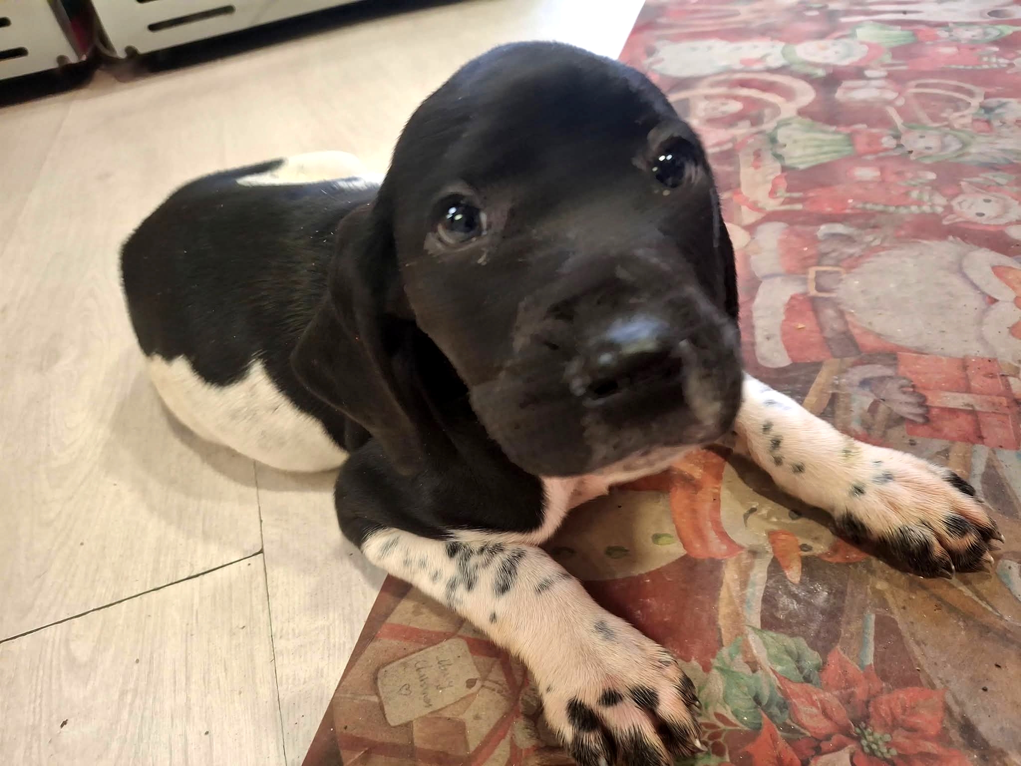 Polish_20260203_124546194