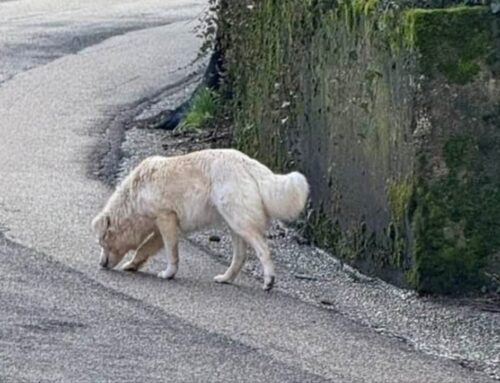 Cane a rischio investimento a Campomoro