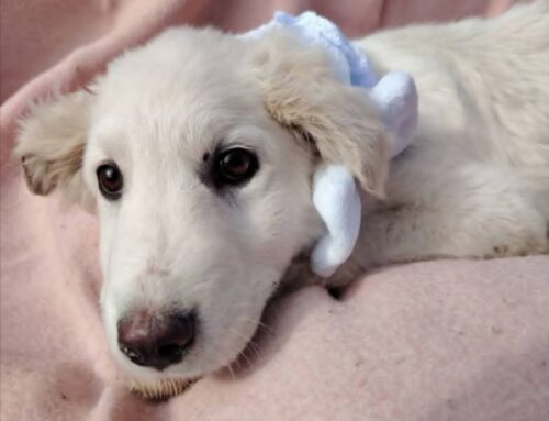 Tenero, buono, bello: Libano