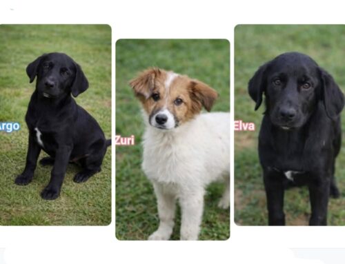 Cuccioli in canile cercano casa