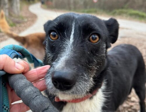 Sven è ancora in cerca di una casa. È al Rifugio di Pasqualina dal 2021