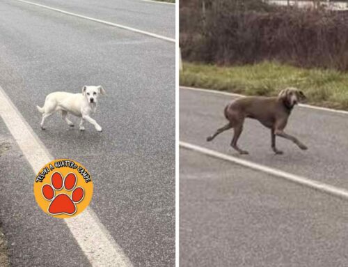 Due cani segnalati a Borgo Velino