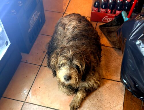 Ritrovata la famiglia del Lagotto smarrito a Rieti