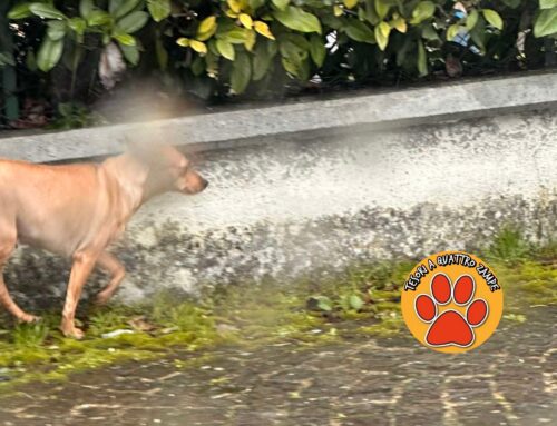 Cagnolino sotto la pioggia a Chiesa Nuova: di chi è?