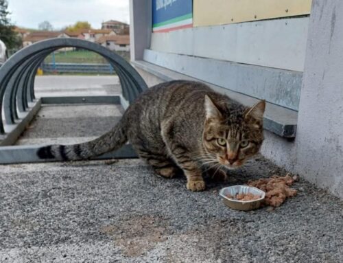 Gatto tripode segnalato zona MD di Poggio Mirteto