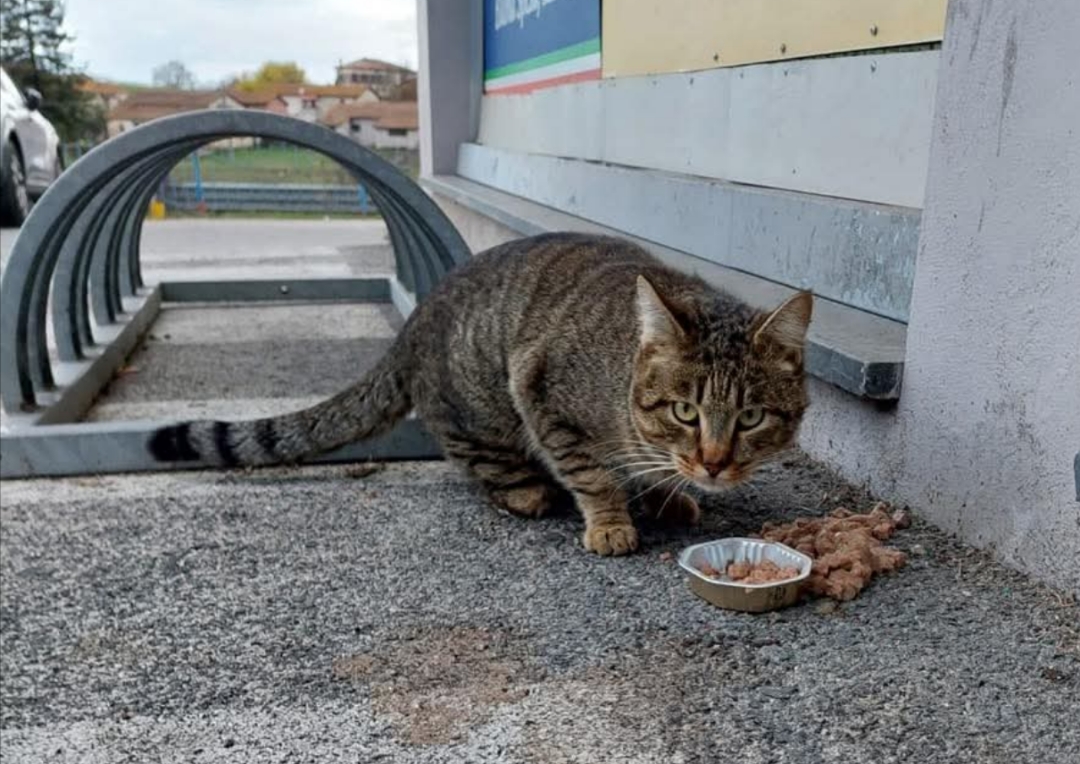 Polish_20260212_231429361