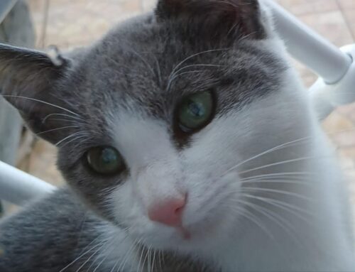 Gattina trovata in un giardino di Cantalupo, chi la riconosce?