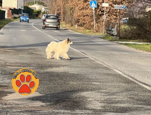 Cane tra le macchine sulla Terminillese