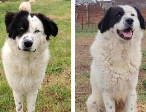 Elpy è uno splendido maschio simil Pastore cucciolone, poco più di un anno