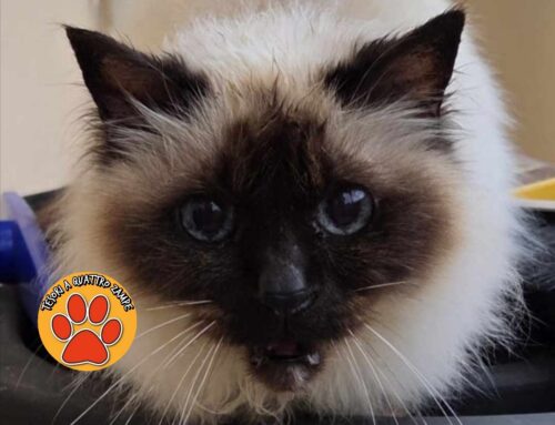 Splendido gatto comparso in una proprietà di viale Maraini (Rieti)