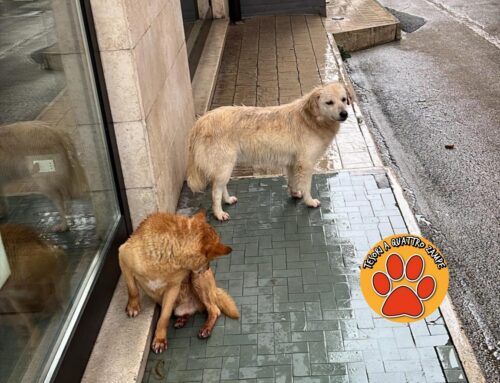 Due cani zuppi di acqua in piazza Cavour 