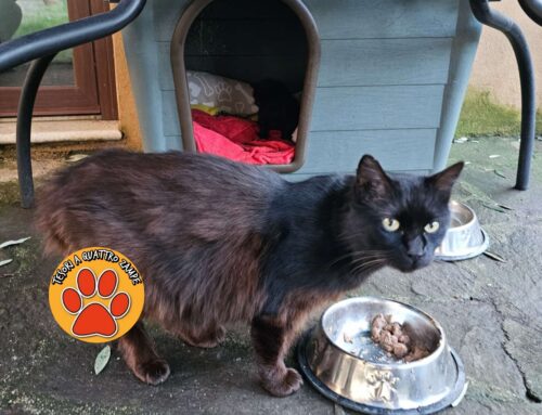 Elisabetta ci scrive per questa gatta da Rieti